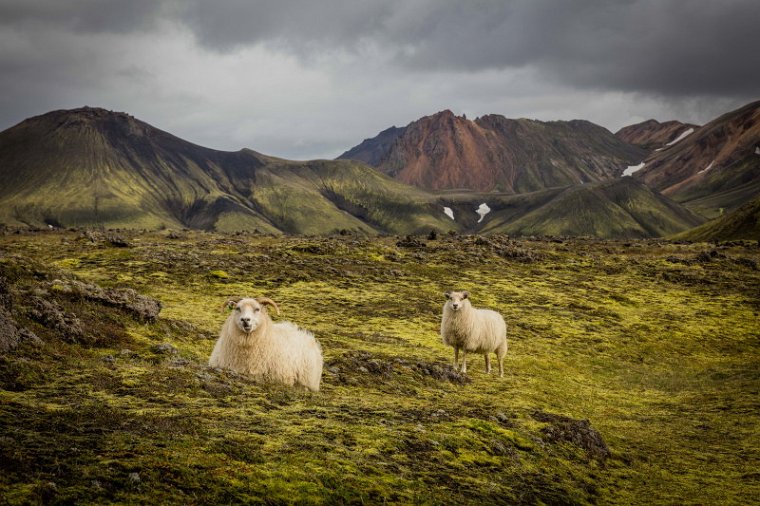 102 IJsland, Landmannalaugar.jpg